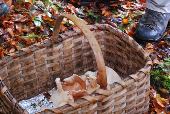 Setas en otoño en Cuenca