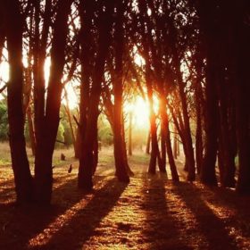 EMPRESAPinar-de-Jábaga-280x280