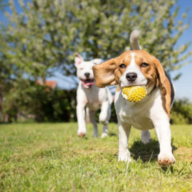 vacaciones con perro